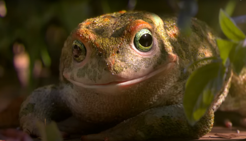 Frog