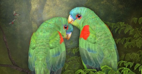 pair of cockatiels