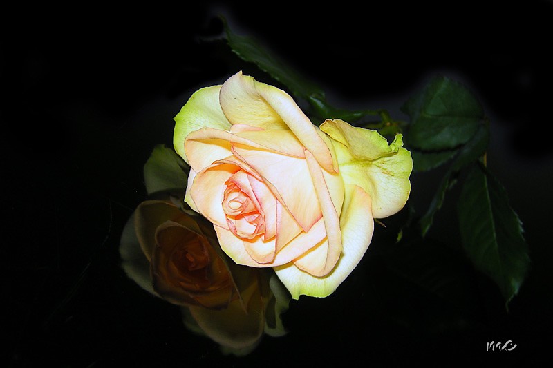 file_489085.jpg