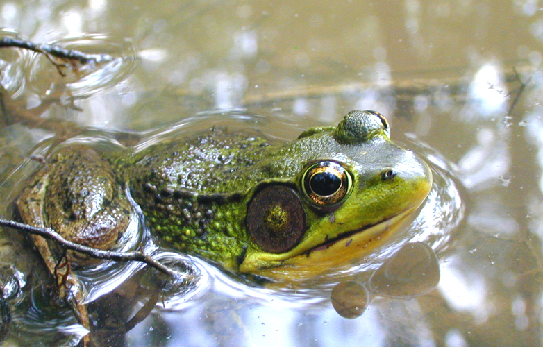 lime green frog by ACS001