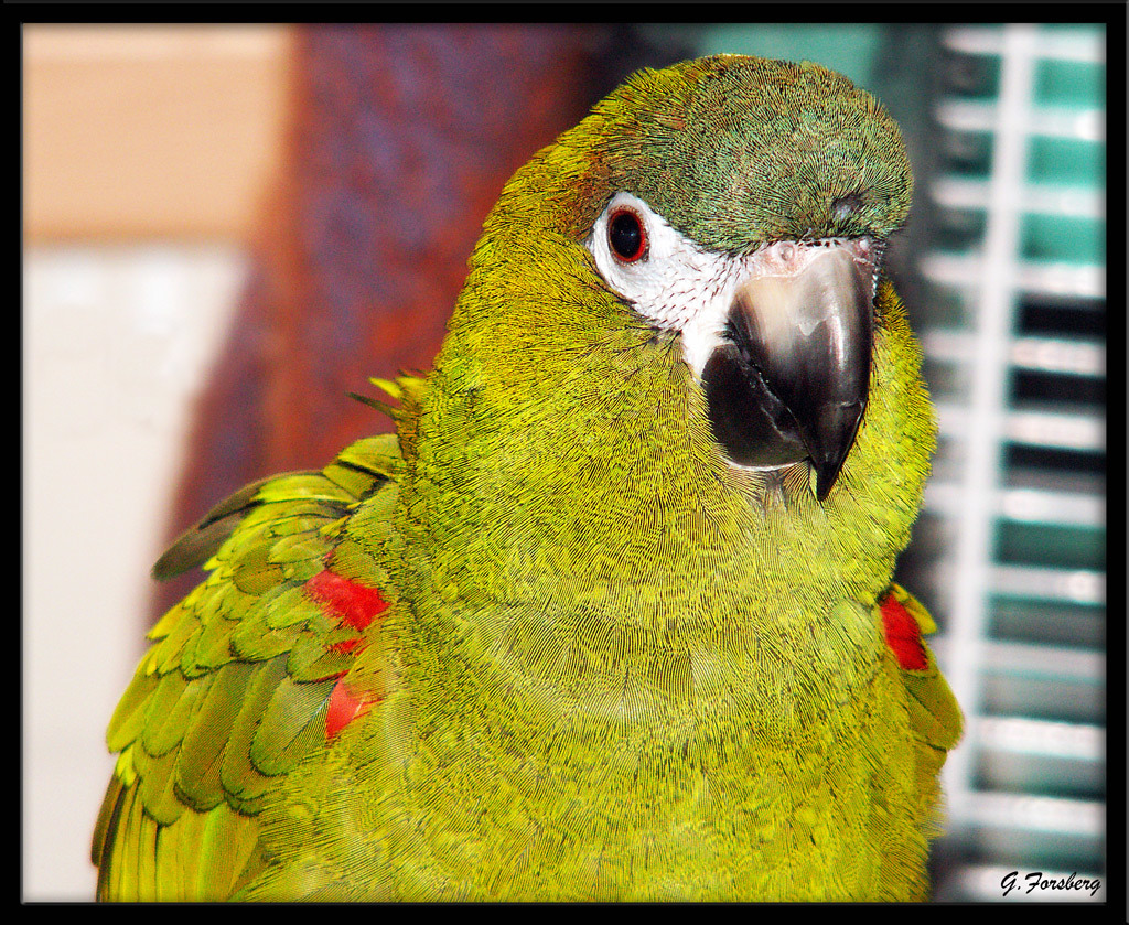 Bluewinged Macaw Illiger's Miniature Macaw by