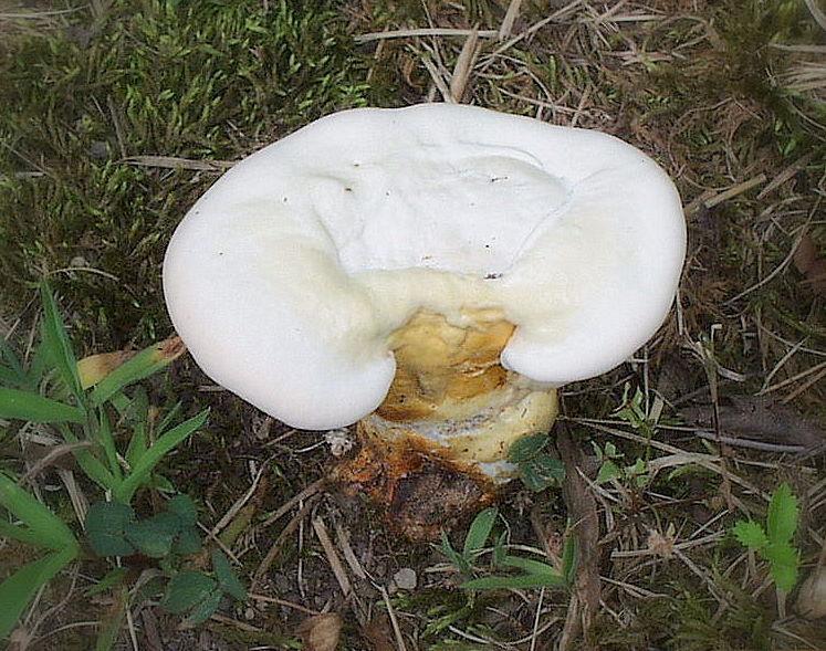 The Toasted Marshmallow Mushroom by wonderworld