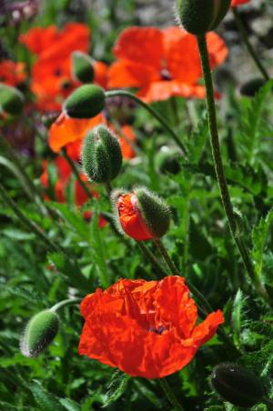 poppy explosion by alanwilliams