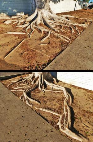 Ficus tree roots by goodoleboy