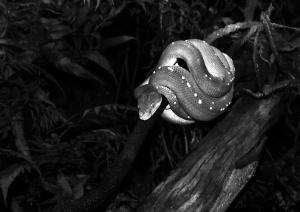 Australian Green Tree Python. by blinkings