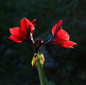 deep red backside by Richardphotos