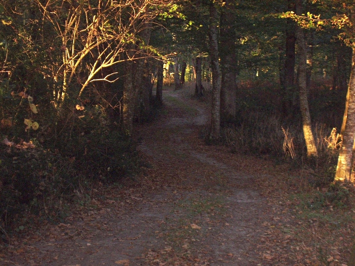 Chemin De For t By Chacornac