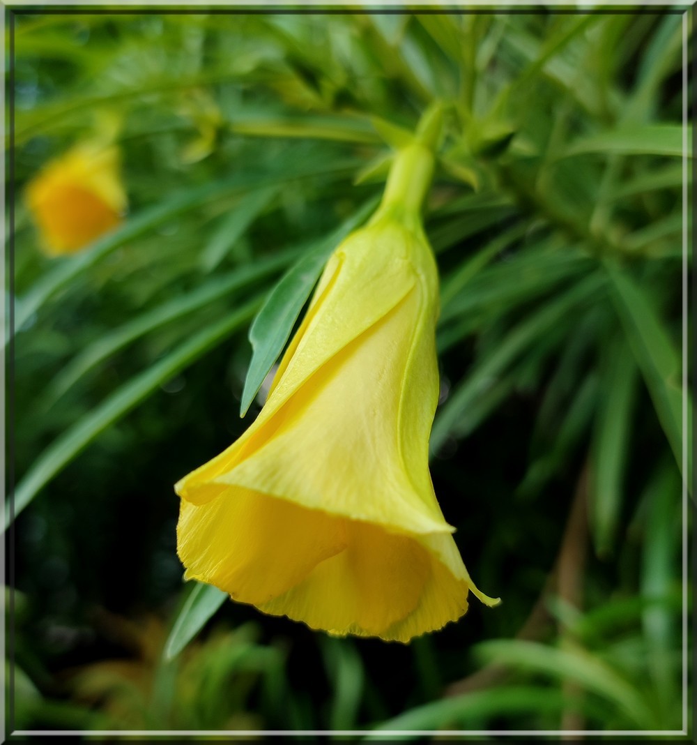 Thevetia peruviana by nemesis74s