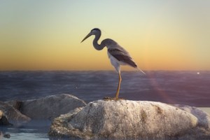 Bennu Bird