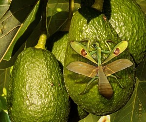Avocados