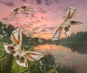 Are There Spiders in the Sky?