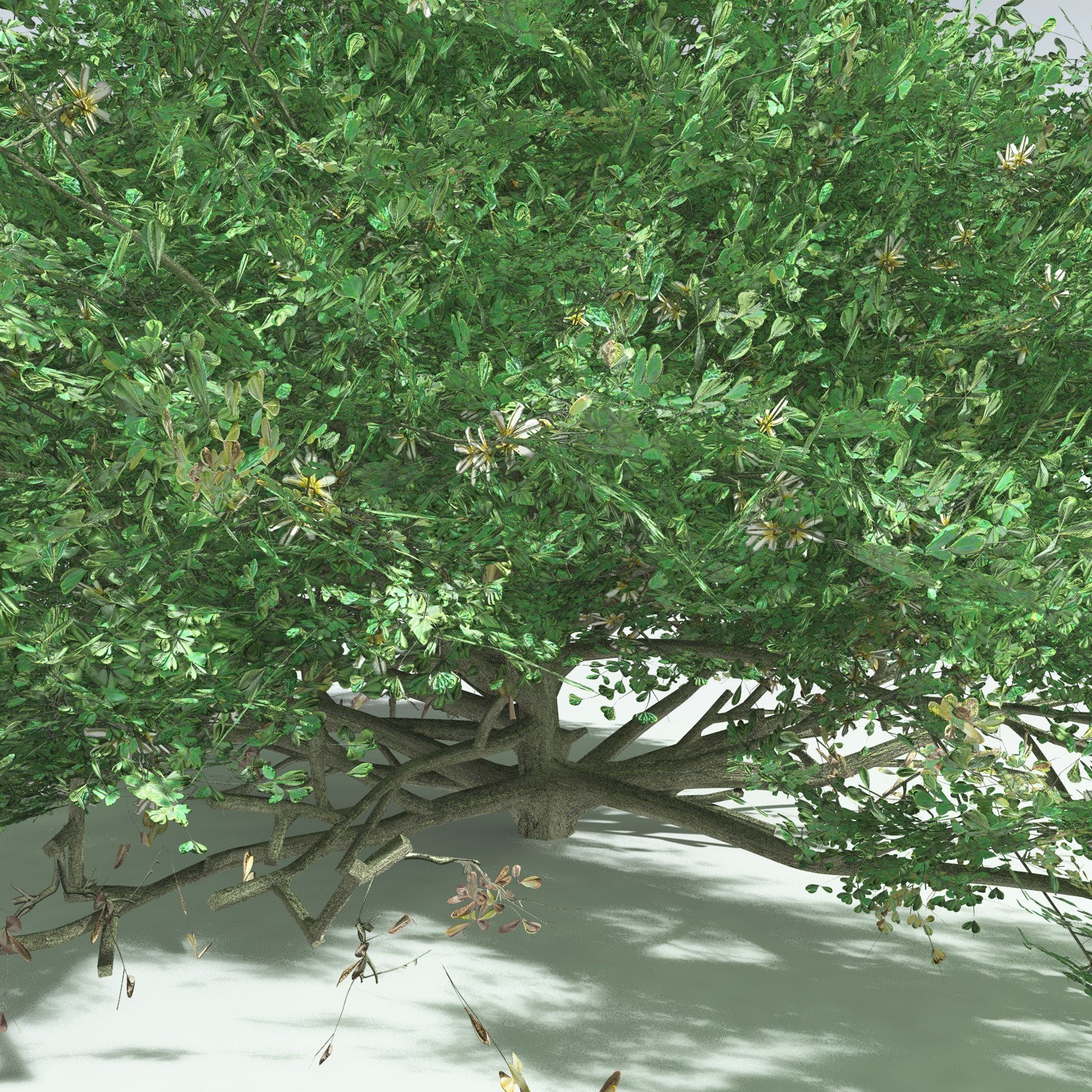 EVERYPlant Beach Cabbage for Vue by N/A