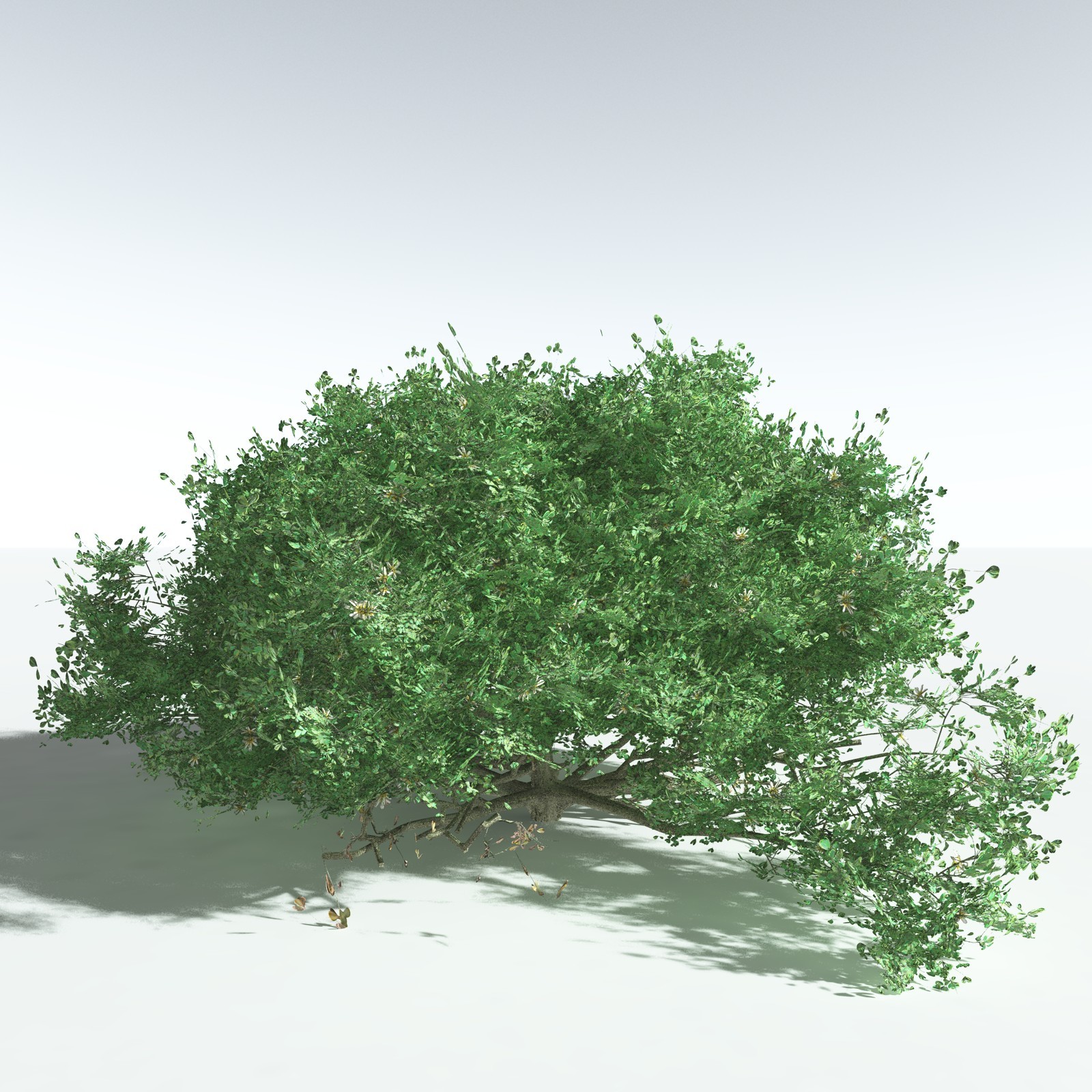 EVERYPlant Beach Cabbage for Vue by N/A