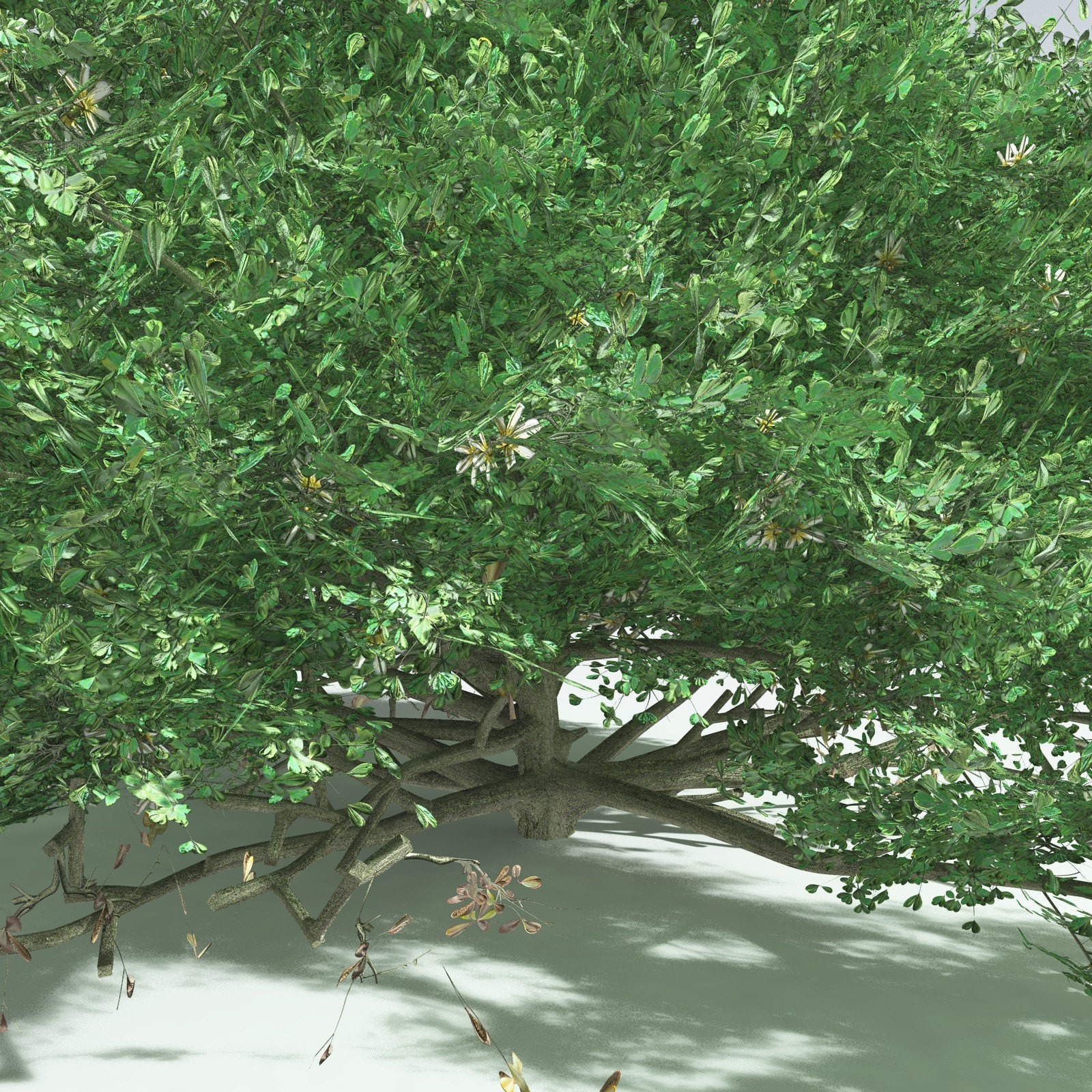 EVERYPlant Beach Cabbage for Vue by N/A