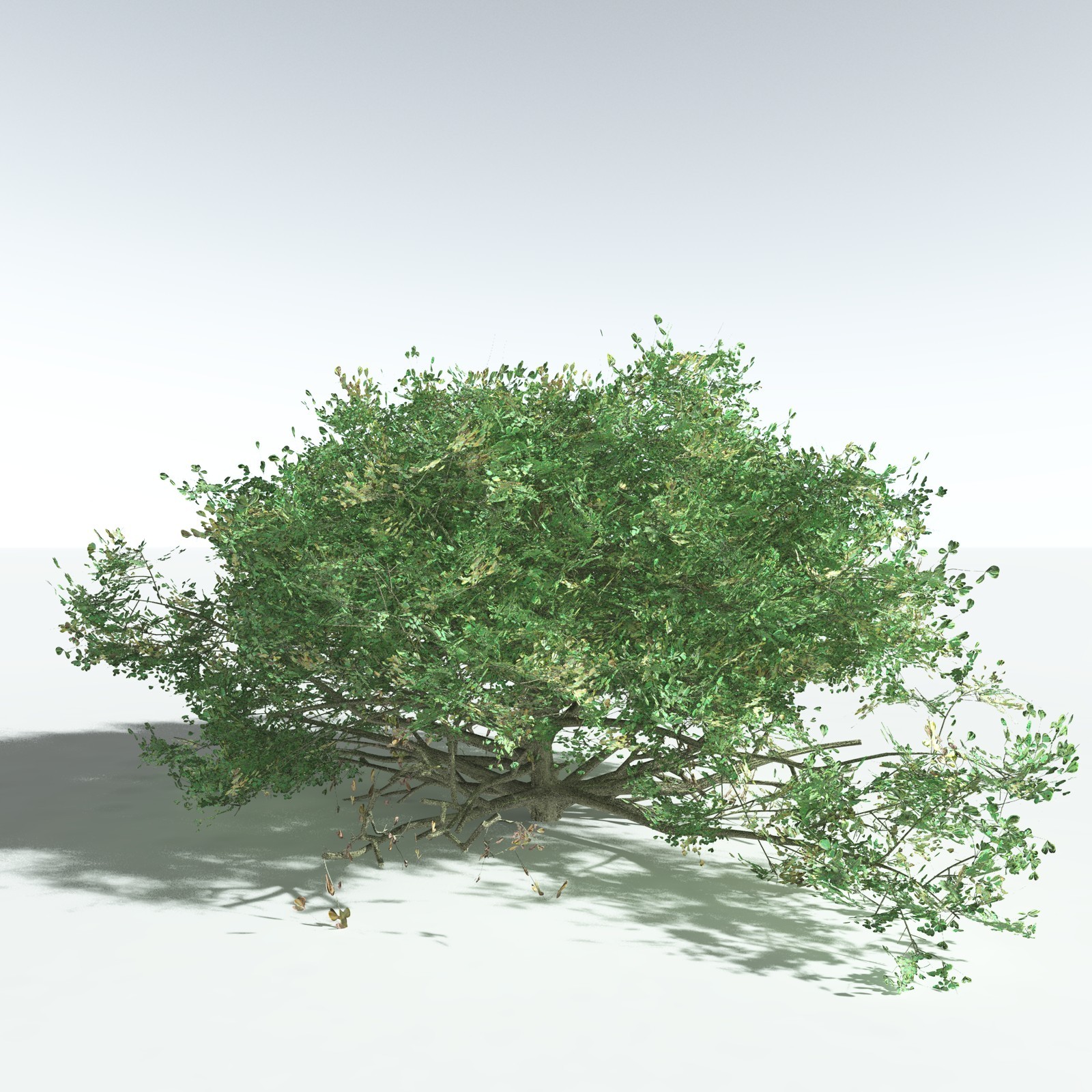 EVERYPlant Beach Cabbage for Vue by N/A