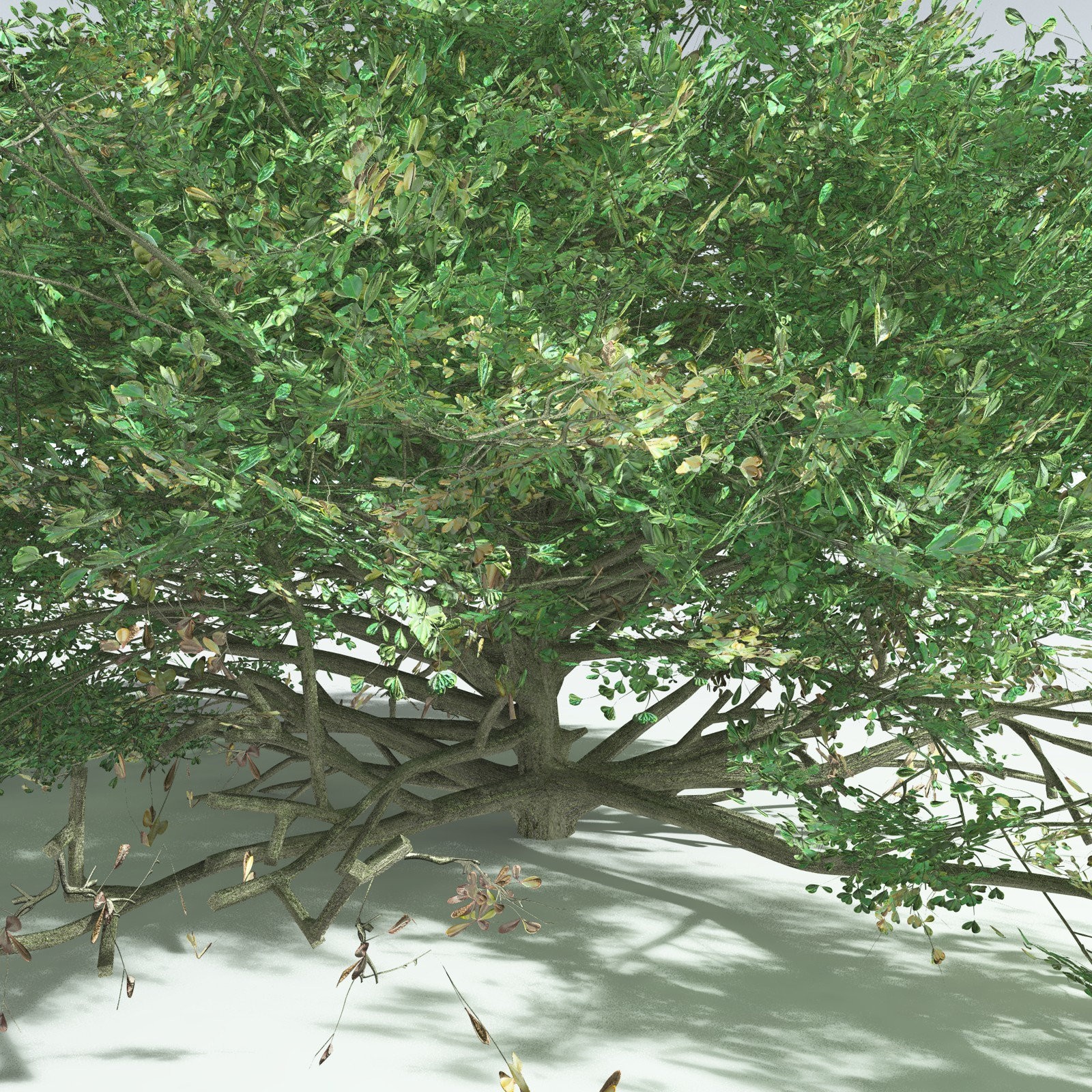 EVERYPlant Beach Cabbage for Vue by N/A