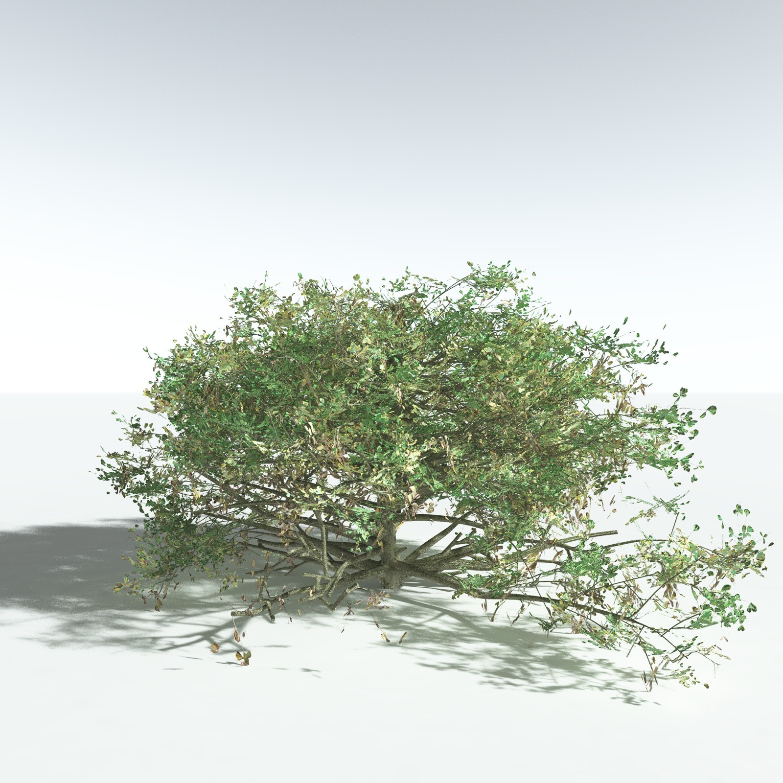 EVERYPlant Beach Cabbage for Vue by N/A
