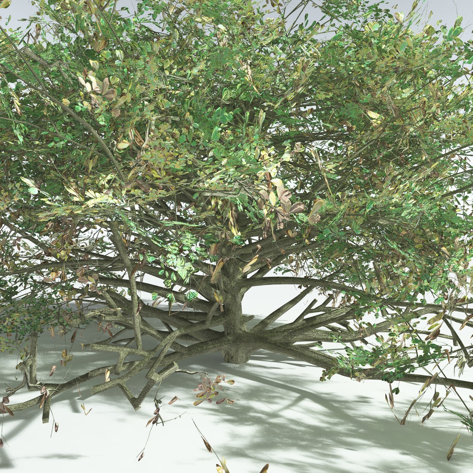 EVERYPlant Beach Cabbage for Vue by N/A