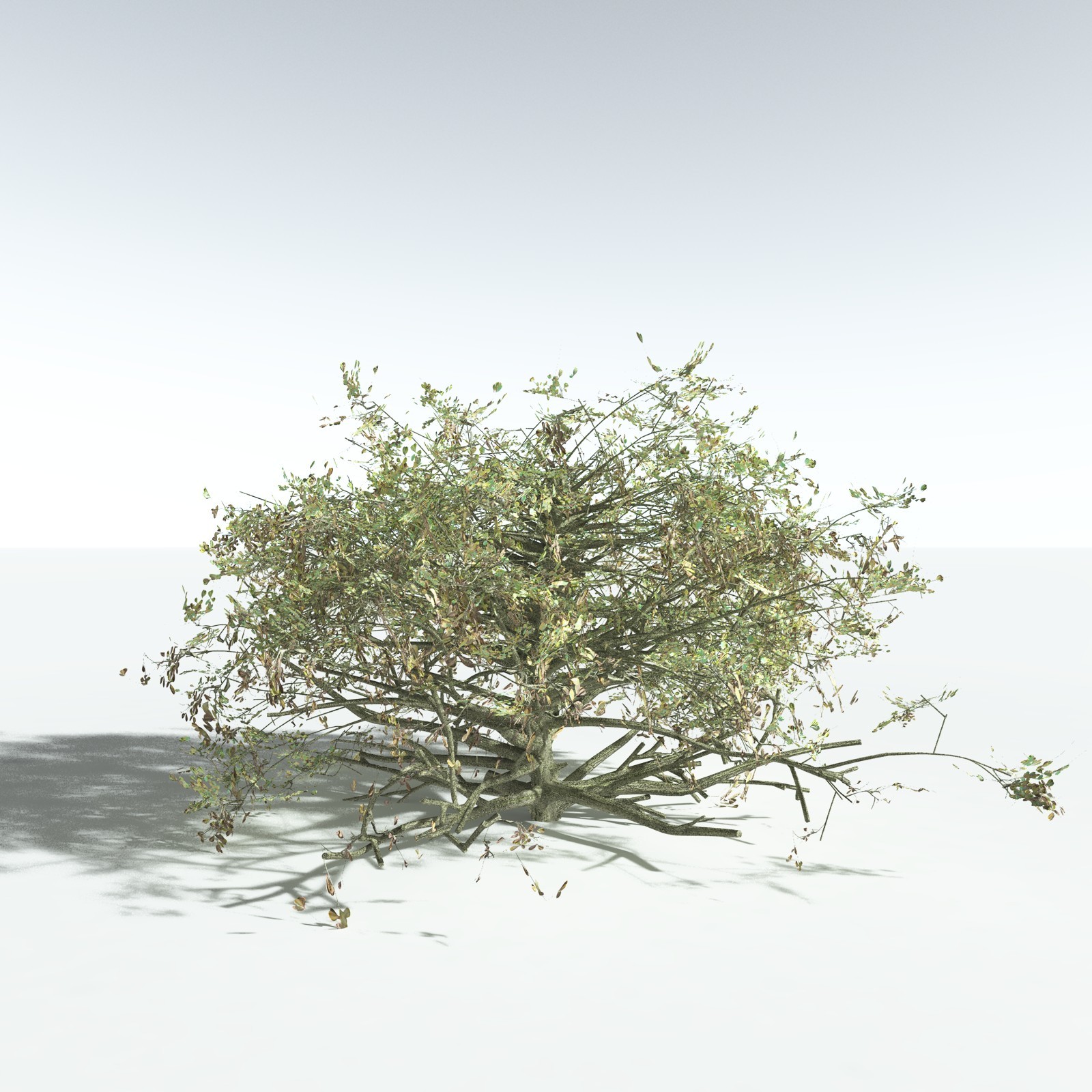 EVERYPlant Beach Cabbage for Vue by N/A