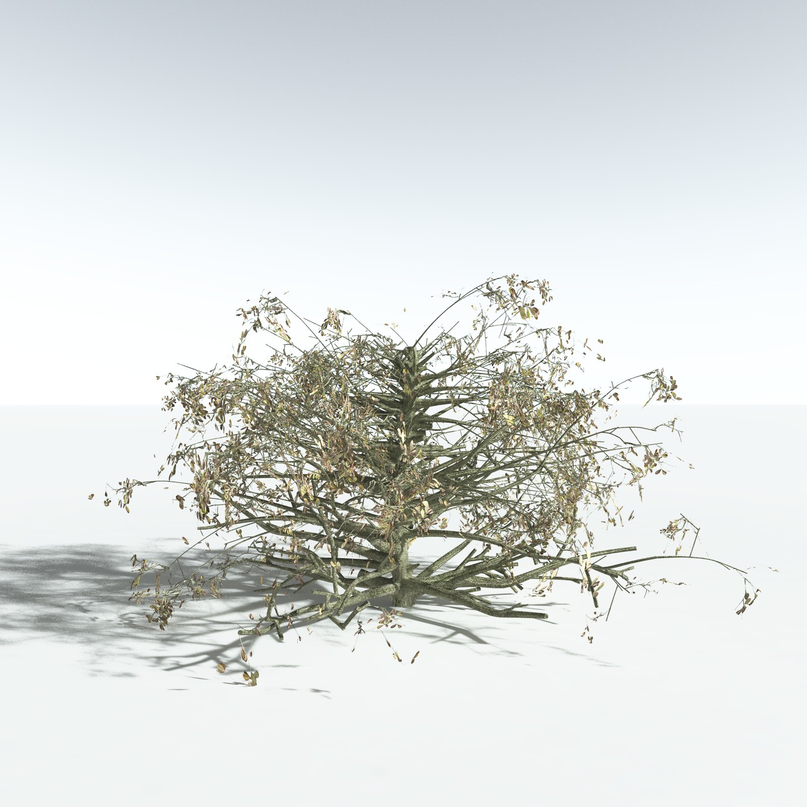EVERYPlant Beach Cabbage for Vue by N/A