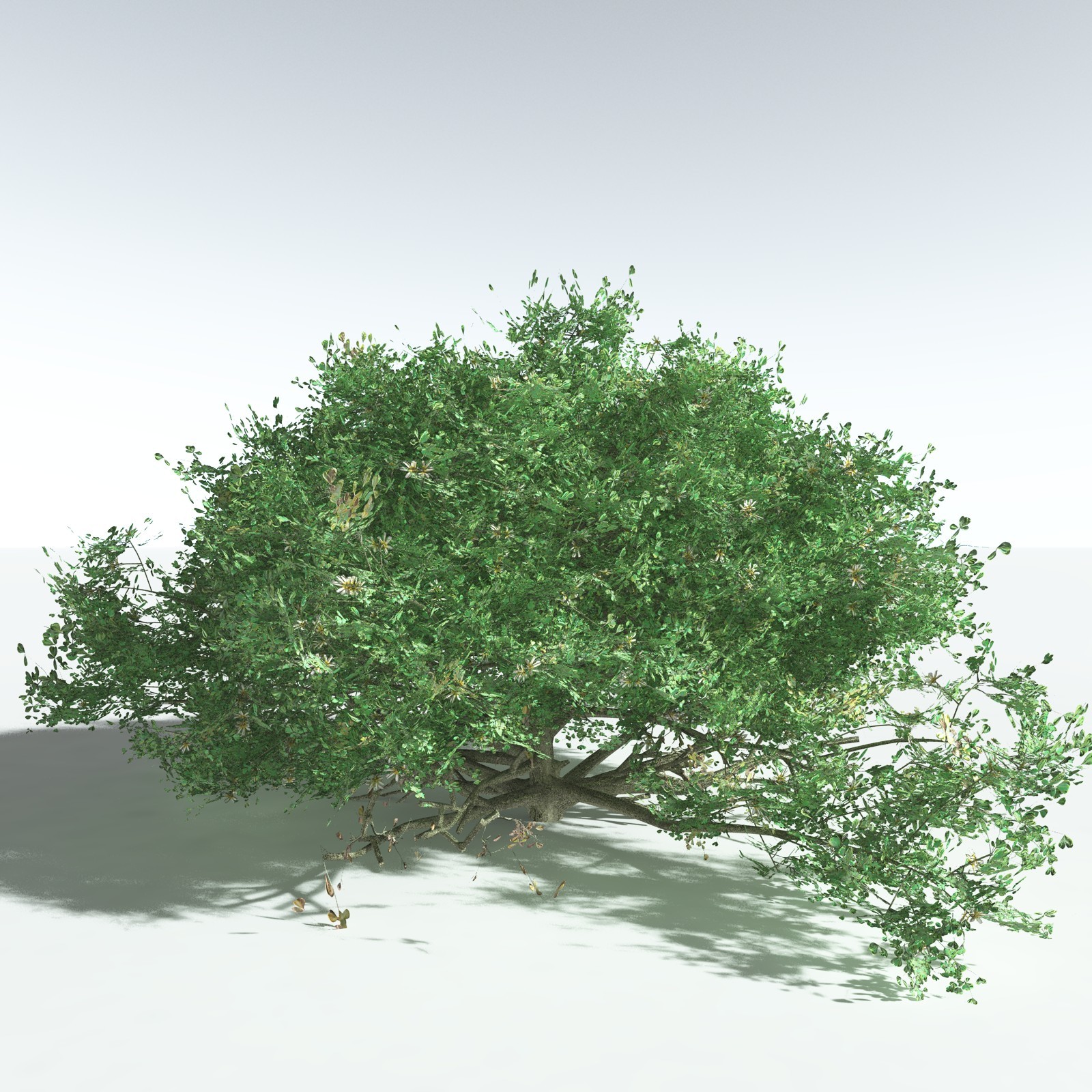 EVERYPlant Beach Cabbage for Vue by N/A