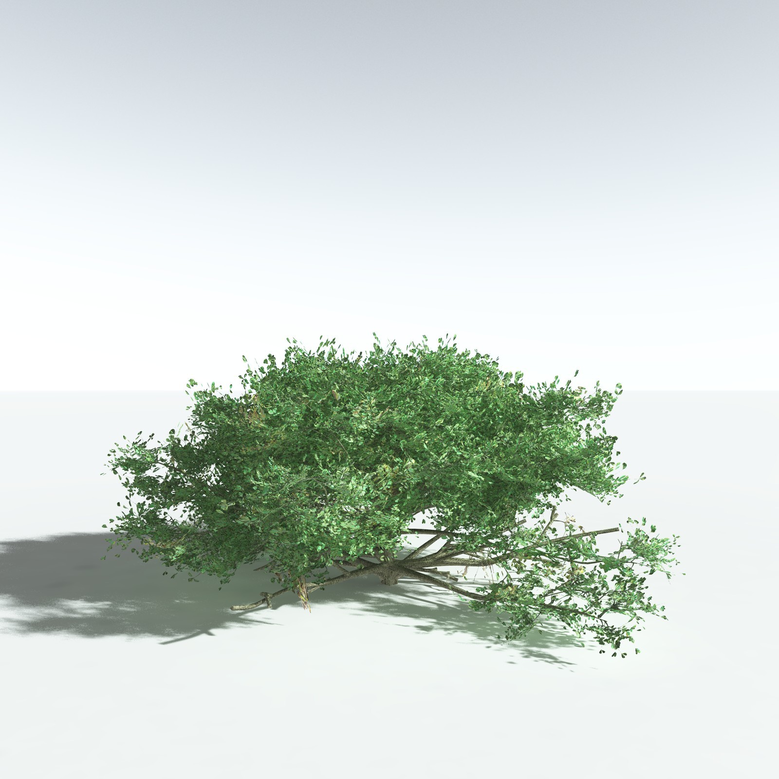 EVERYPlant Beach Cabbage for Vue by N/A