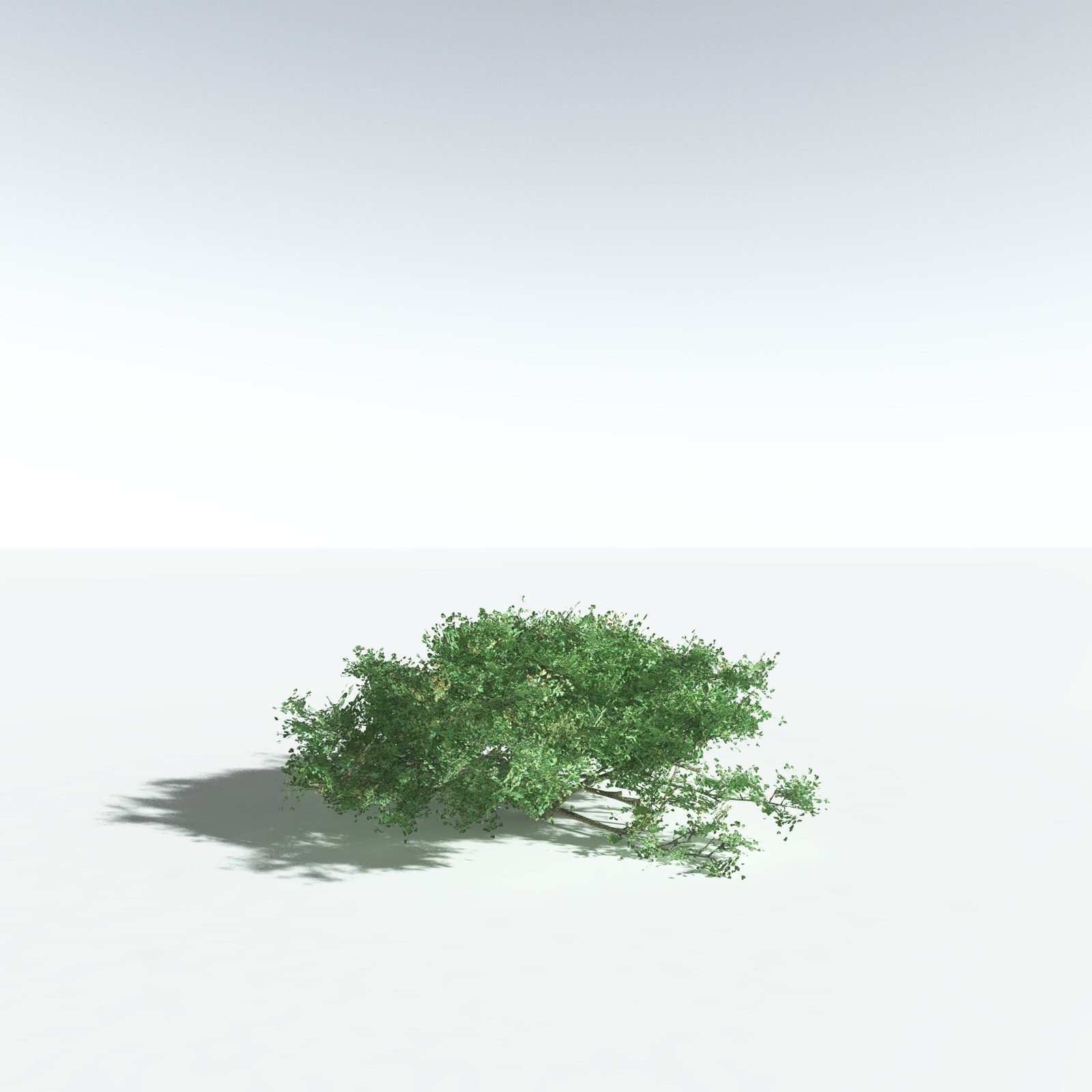 EVERYPlant Beach Cabbage for Vue by N/A