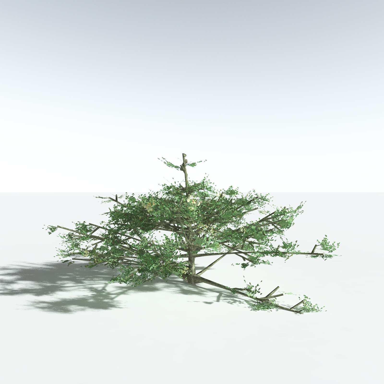 EVERYPlant Beach Cabbage for Vue by N/A