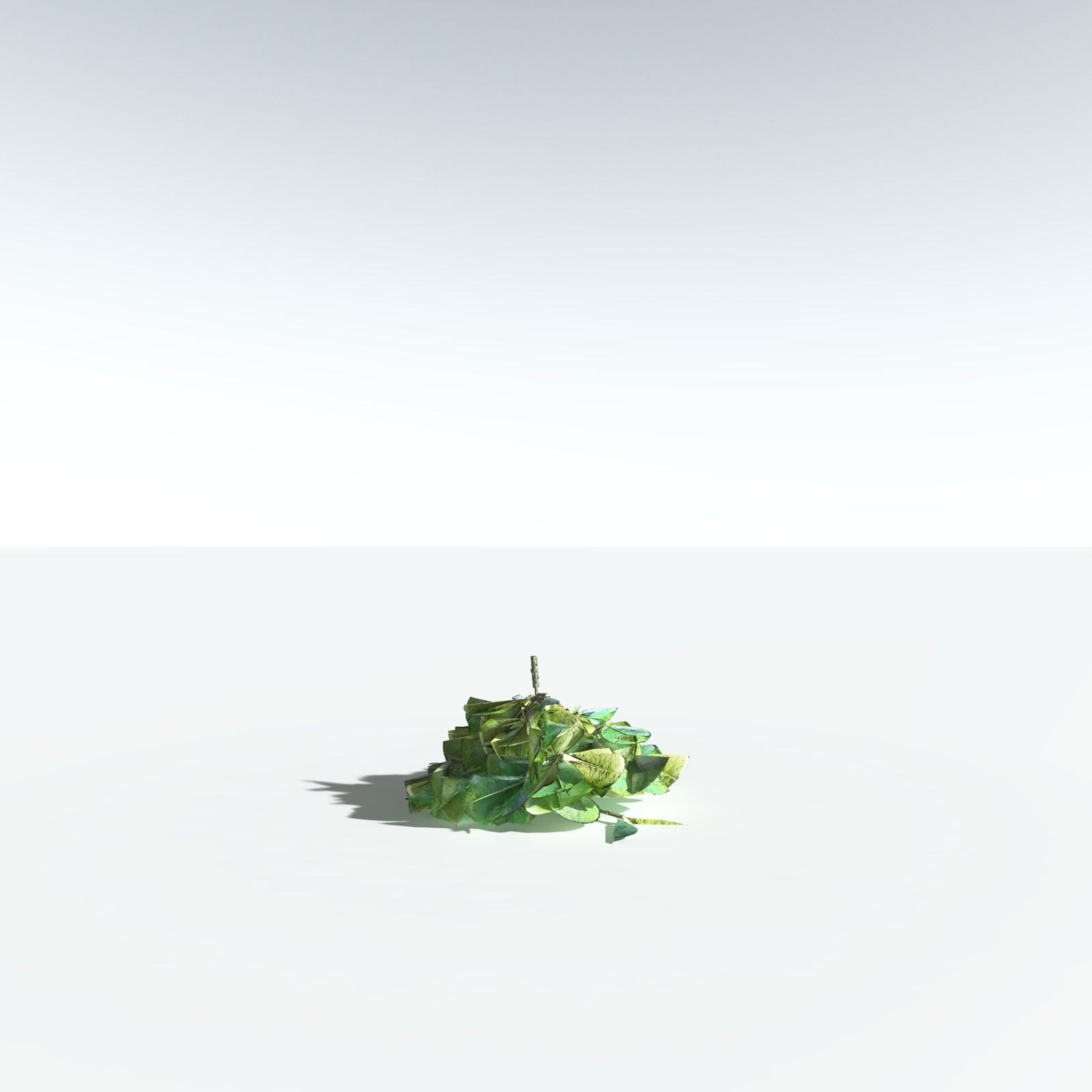 EVERYPlant Beach Cabbage for Vue by N/A