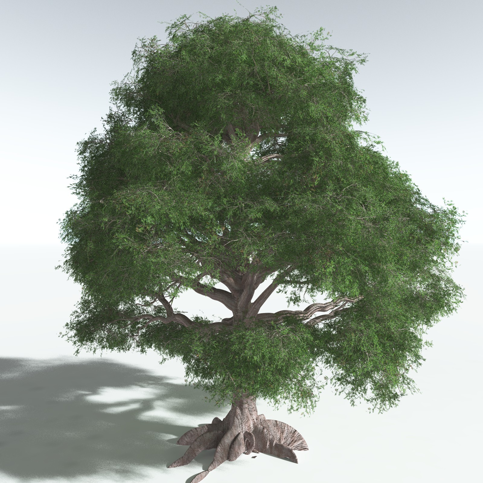 EVERYPlant Spur Mahogany for Vue by N/A