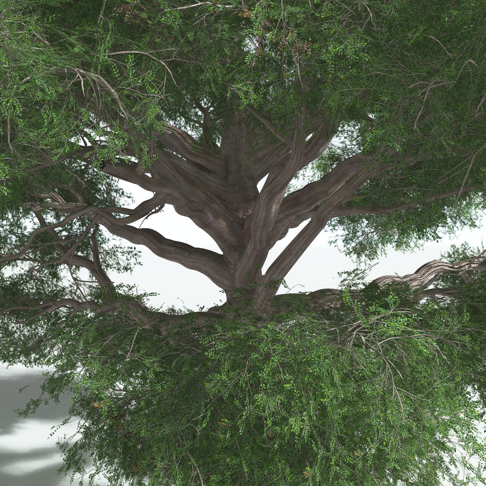 EVERYPlant Spur Mahogany for Vue by N/A