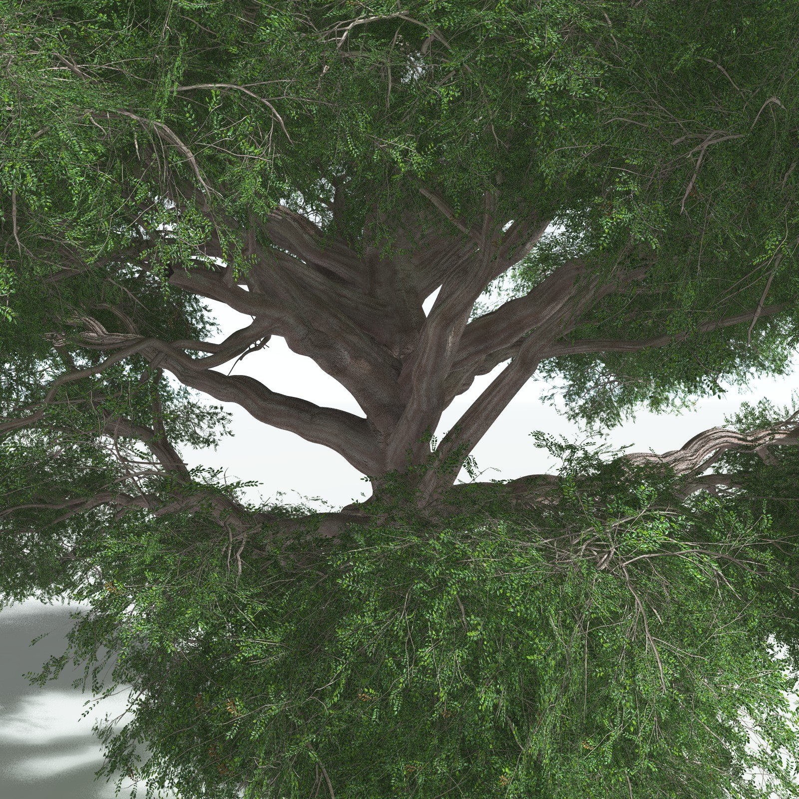 EVERYPlant Spur Mahogany for Vue by N/A