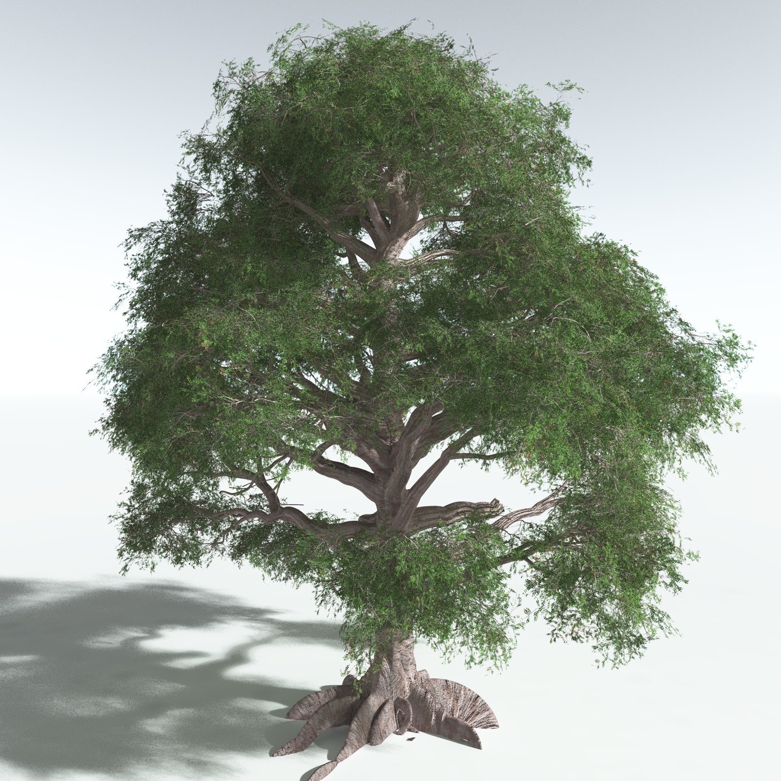 EVERYPlant Spur Mahogany for Vue by N/A