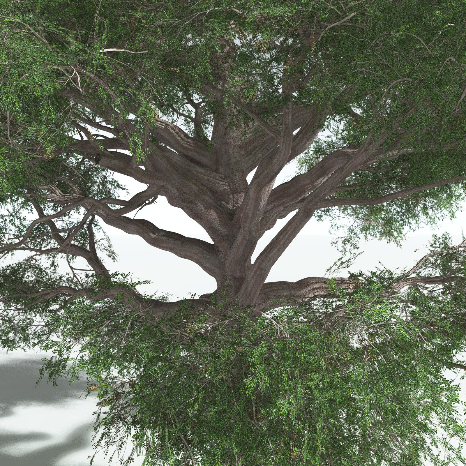 EVERYPlant Spur Mahogany for Vue by N/A
