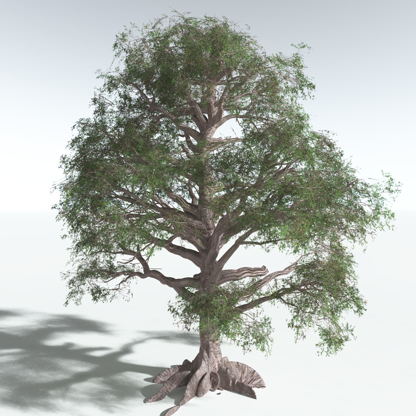 EVERYPlant Spur Mahogany for Vue by N/A