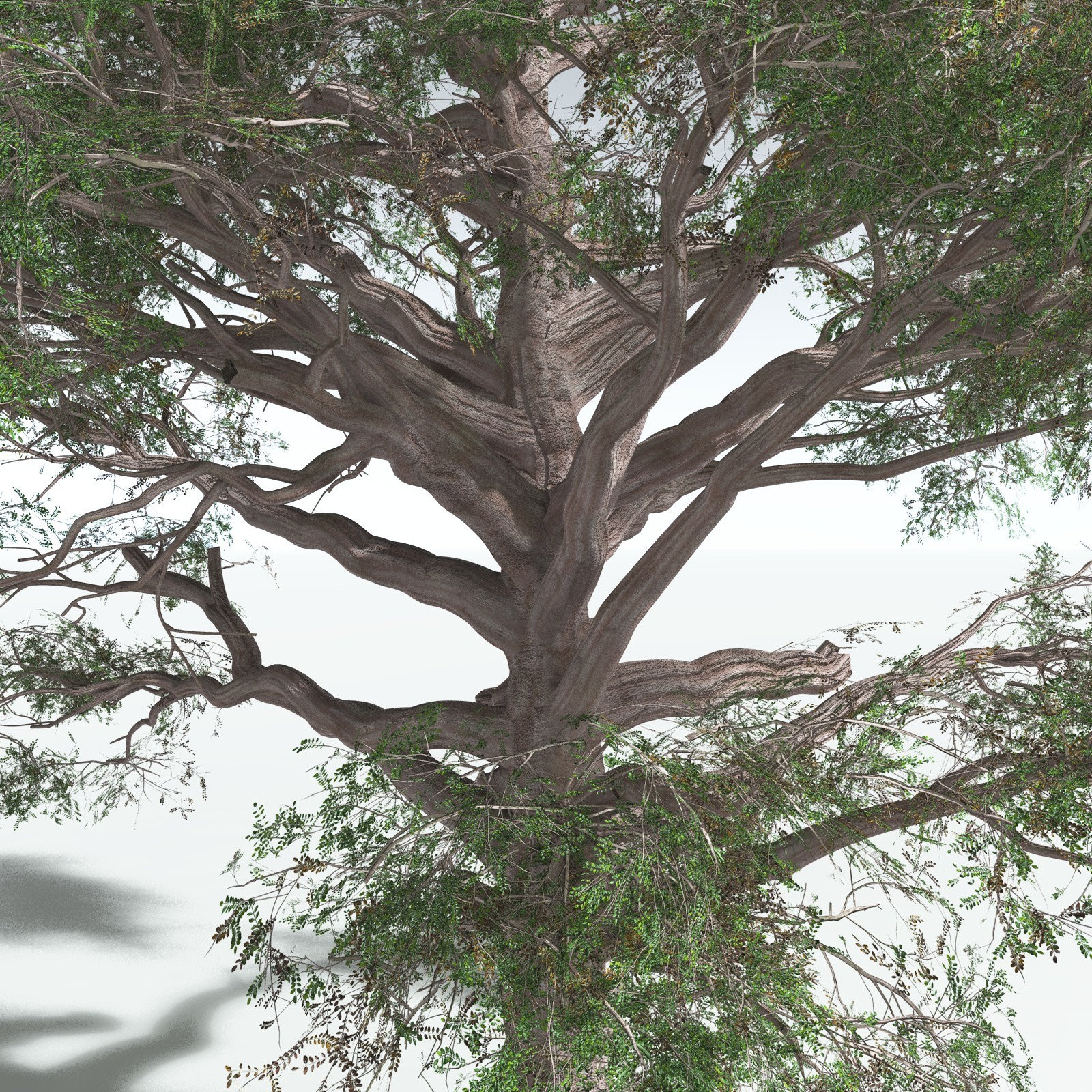 EVERYPlant Spur Mahogany for Vue by N/A