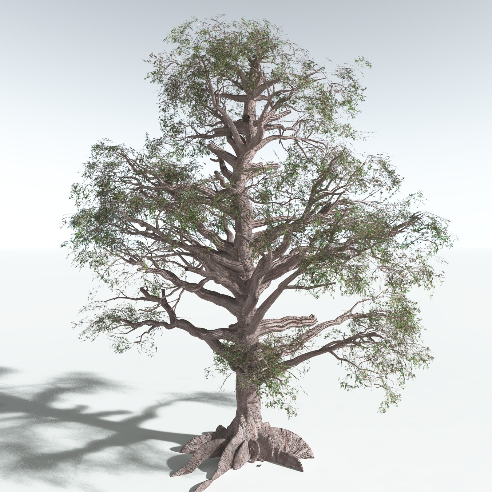 EVERYPlant Spur Mahogany for Vue by N/A