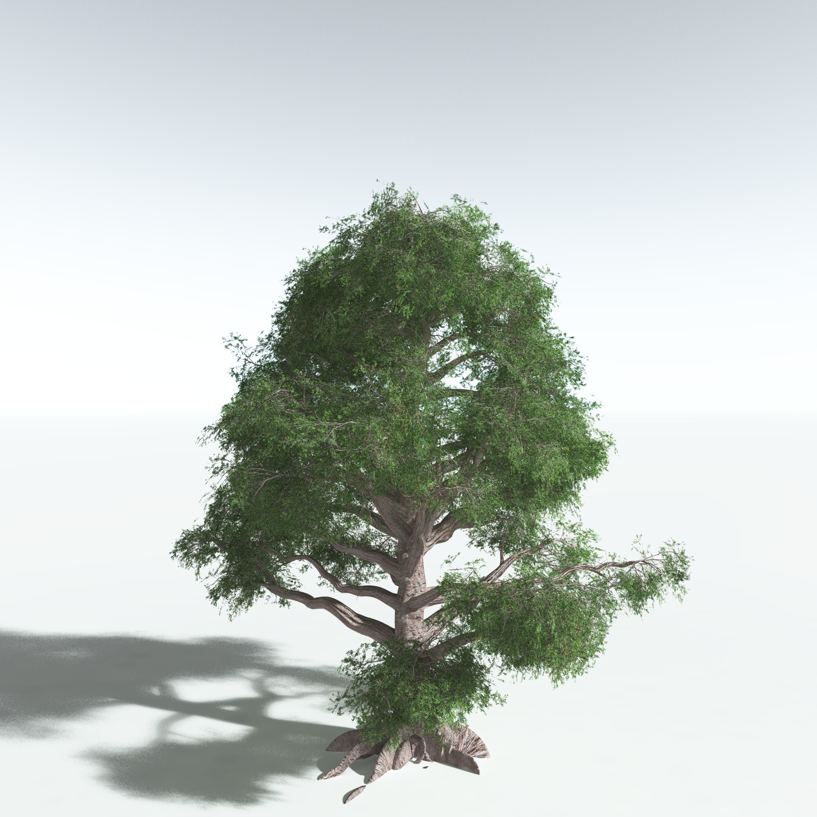 EVERYPlant Spur Mahogany for Vue by N/A
