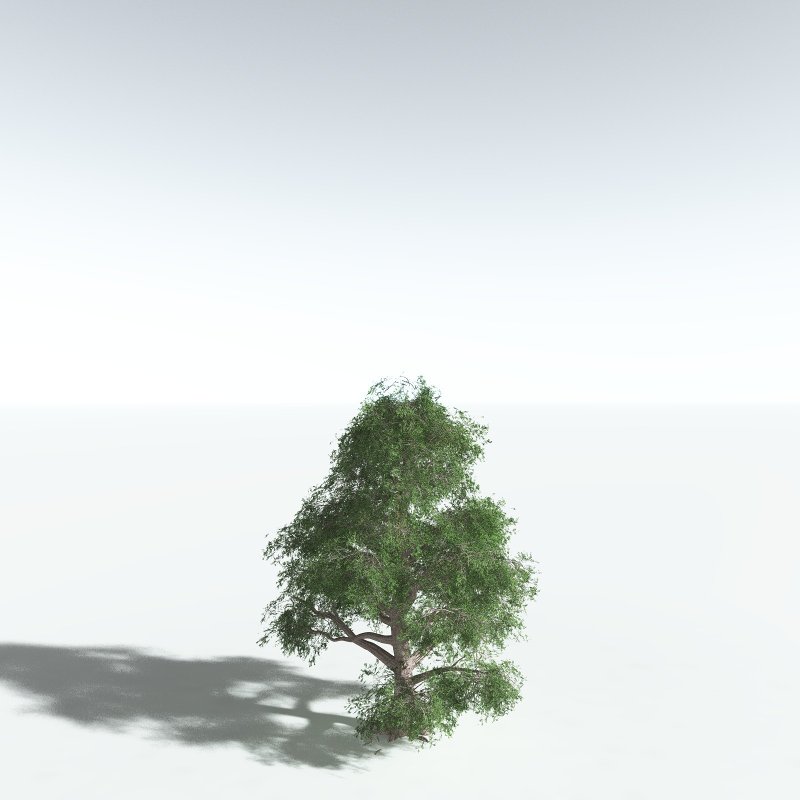 EVERYPlant Spur Mahogany for Vue by N/A