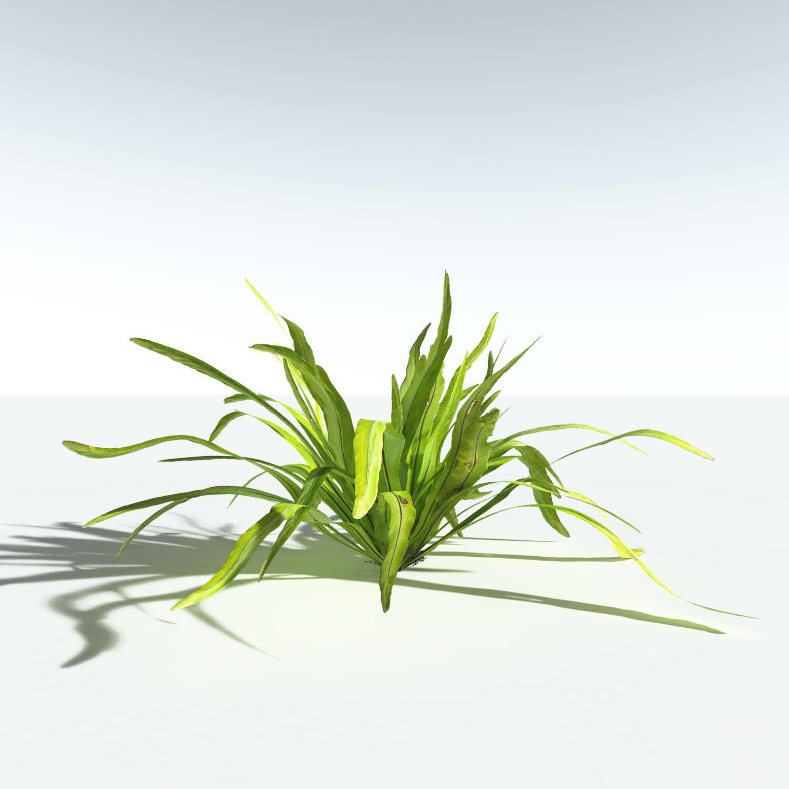 EVERYPlant Bird's Nest Fern for Vue by N/A