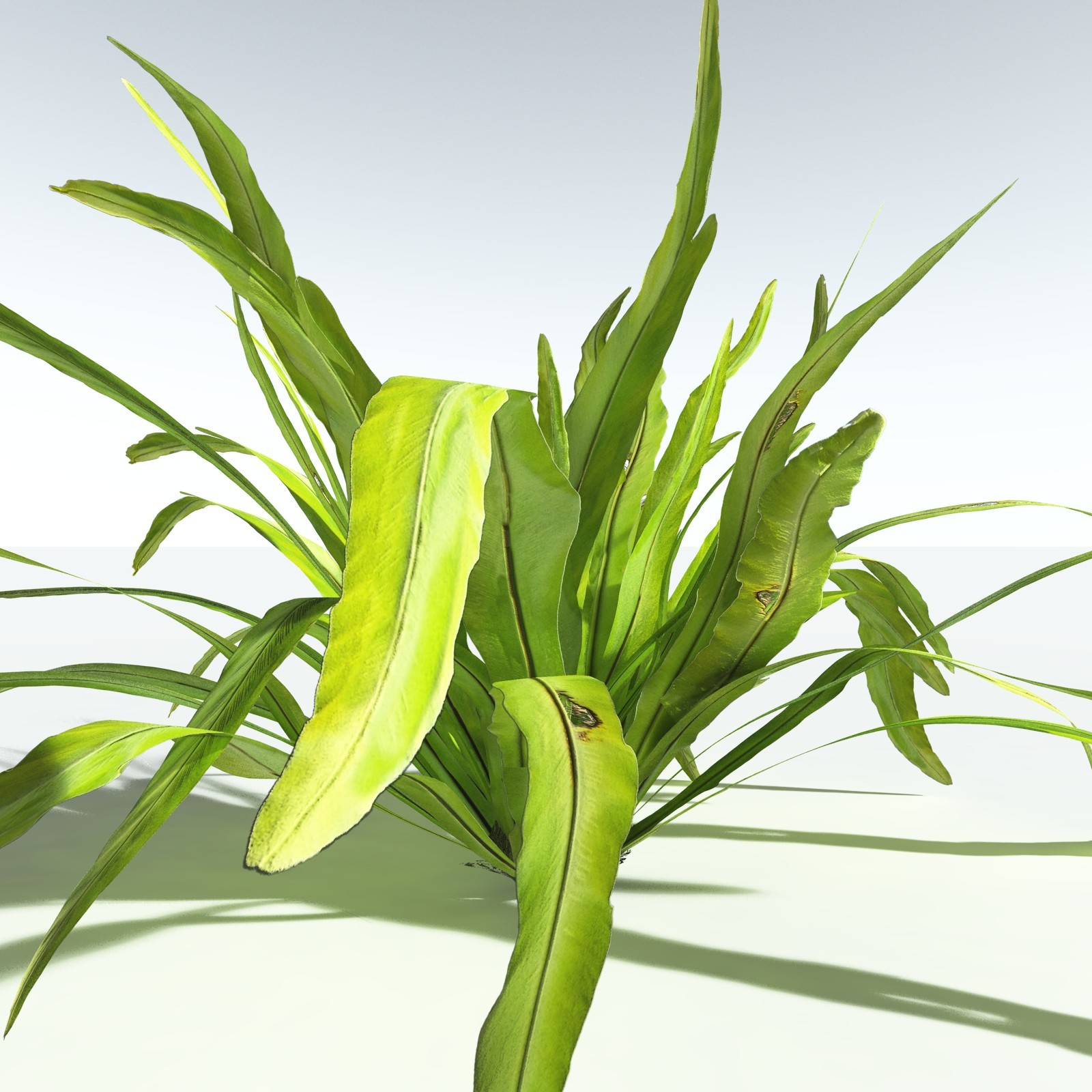 EVERYPlant Bird's Nest Fern for Vue by N/A