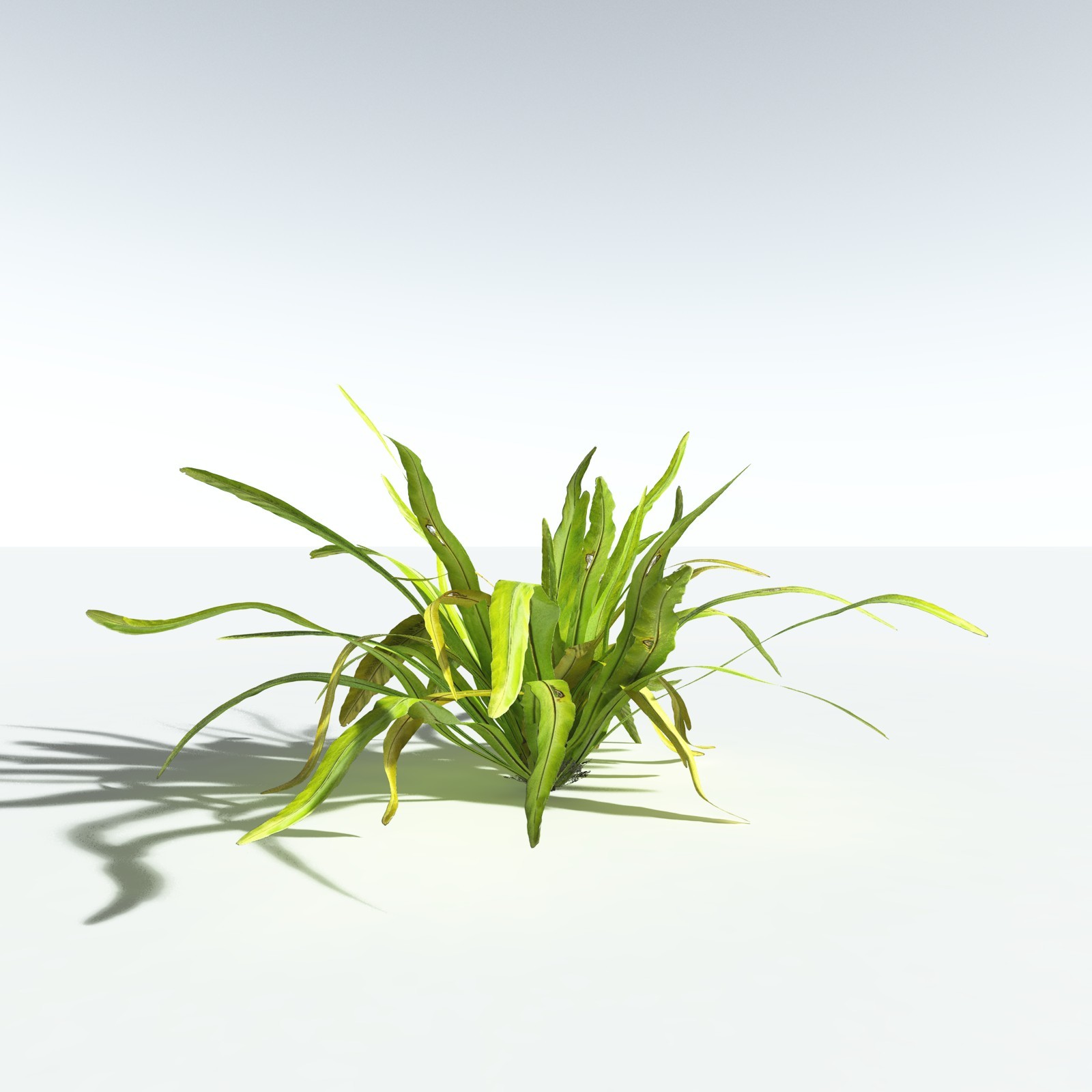 EVERYPlant Bird's Nest Fern for Vue by N/A