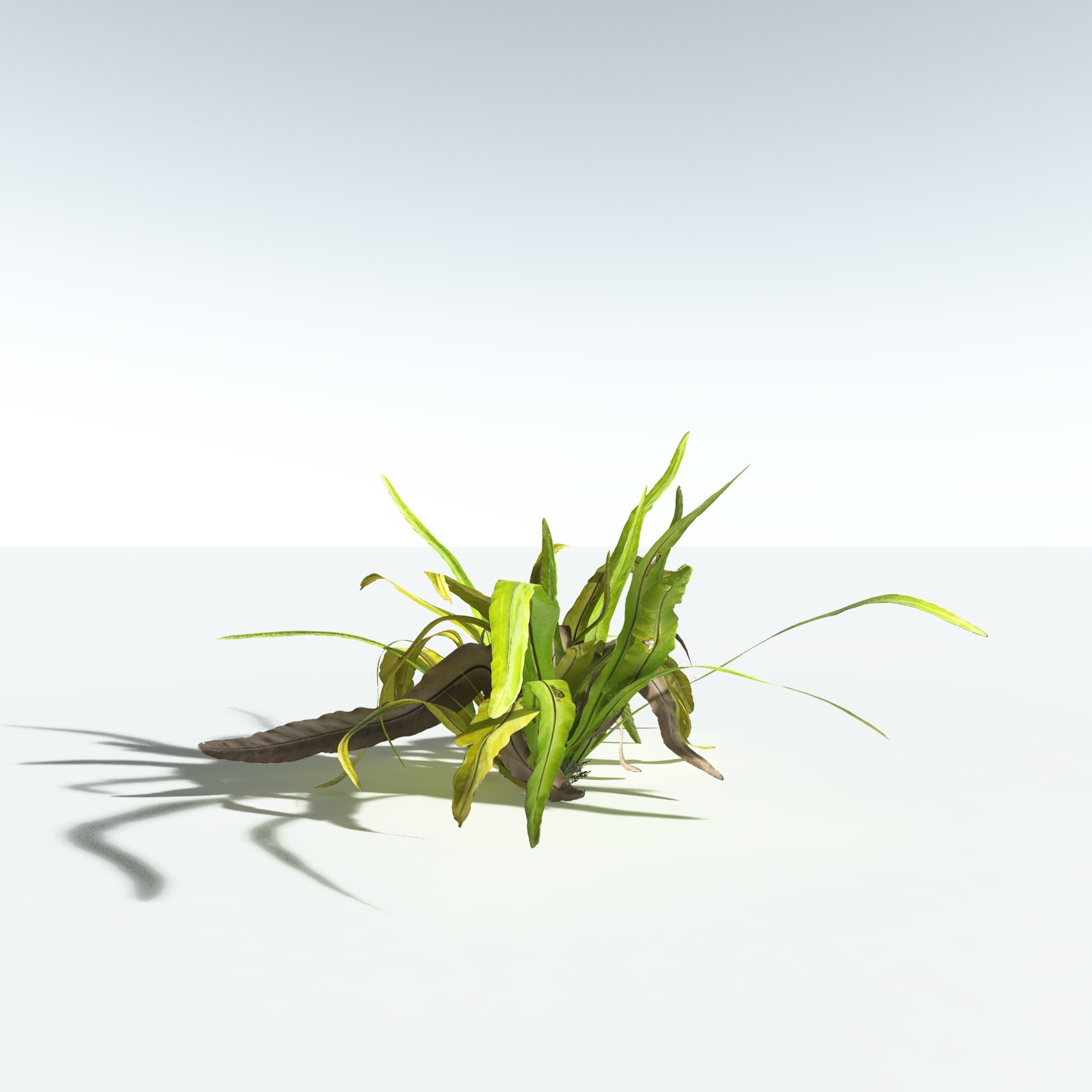 EVERYPlant Bird's Nest Fern for Vue by N/A