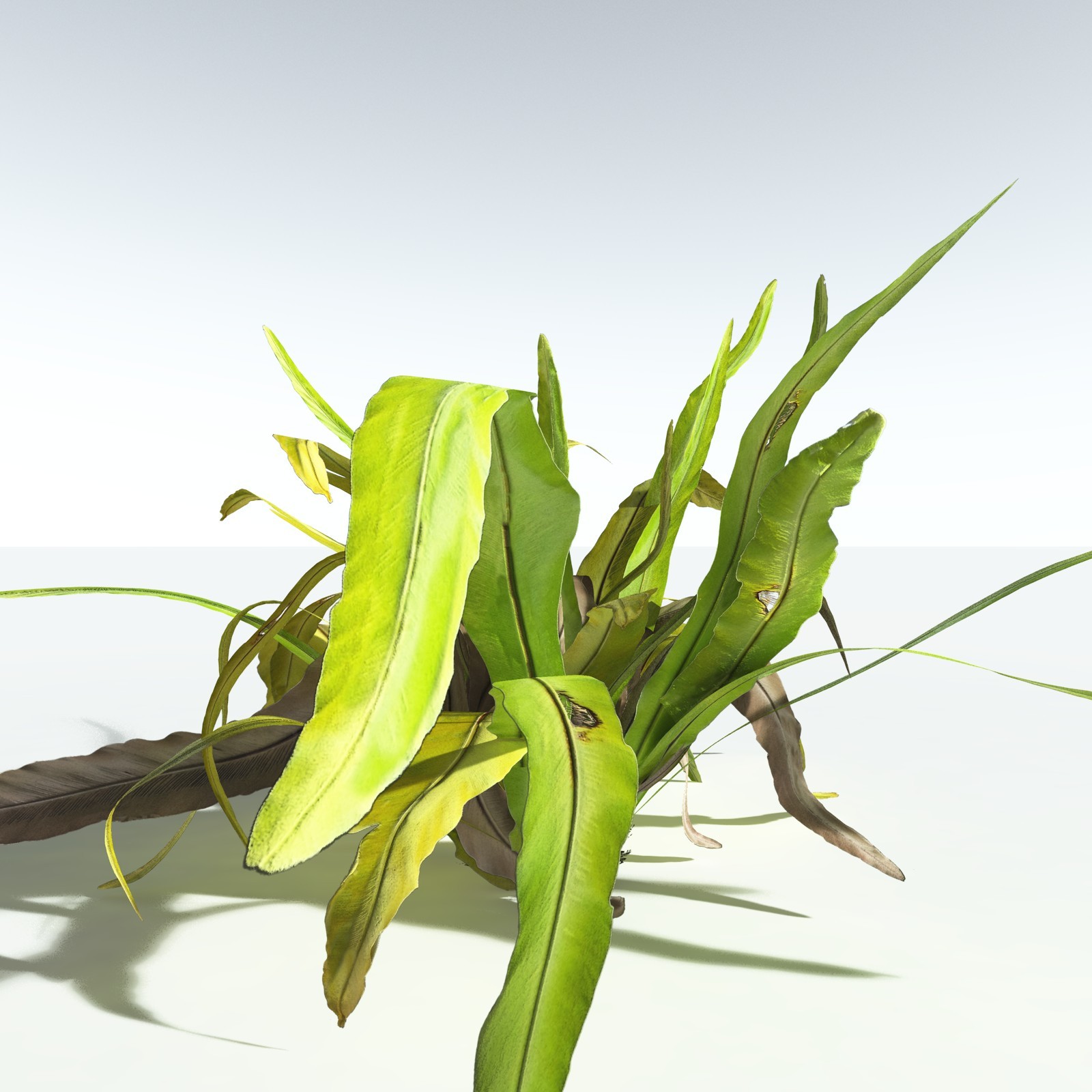 EVERYPlant Bird's Nest Fern for Vue by N/A