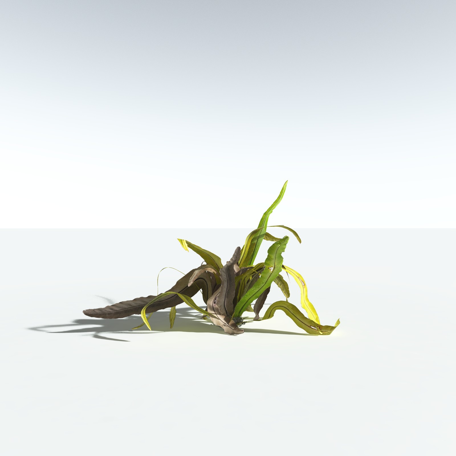 EVERYPlant Bird's Nest Fern for Vue by N/A