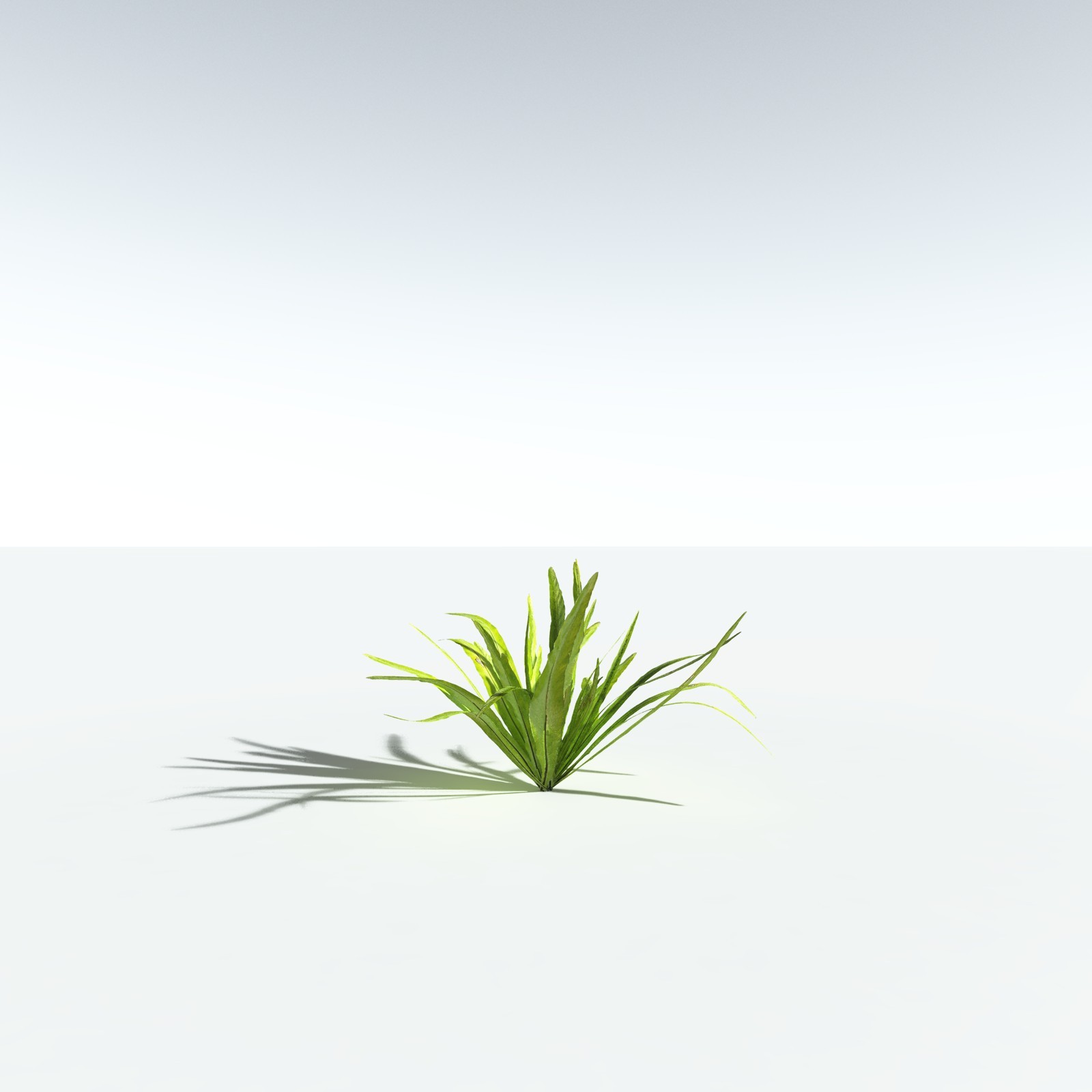 EVERYPlant Bird's Nest Fern for Vue by N/A