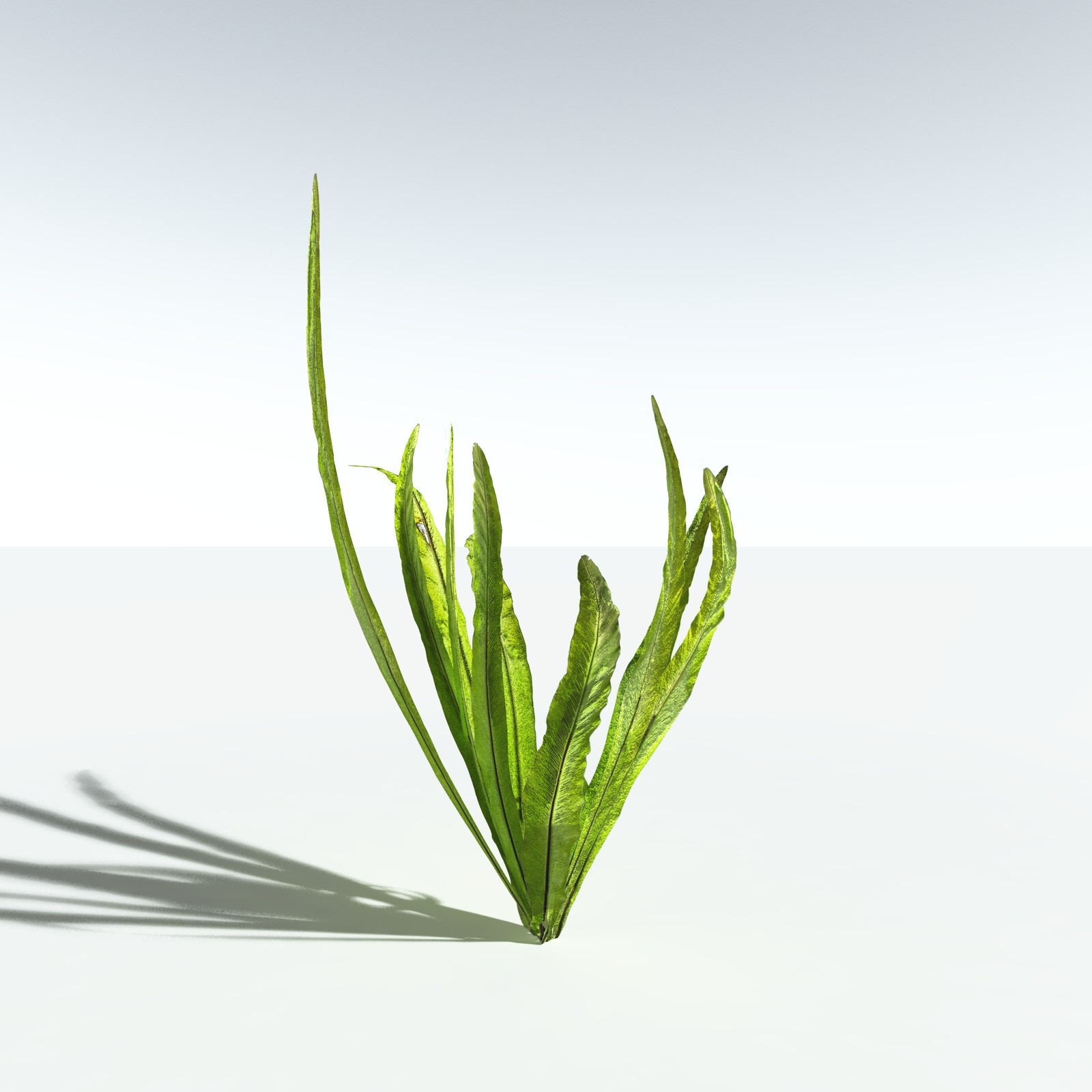 EVERYPlant Bird's Nest Fern for Vue by N/A