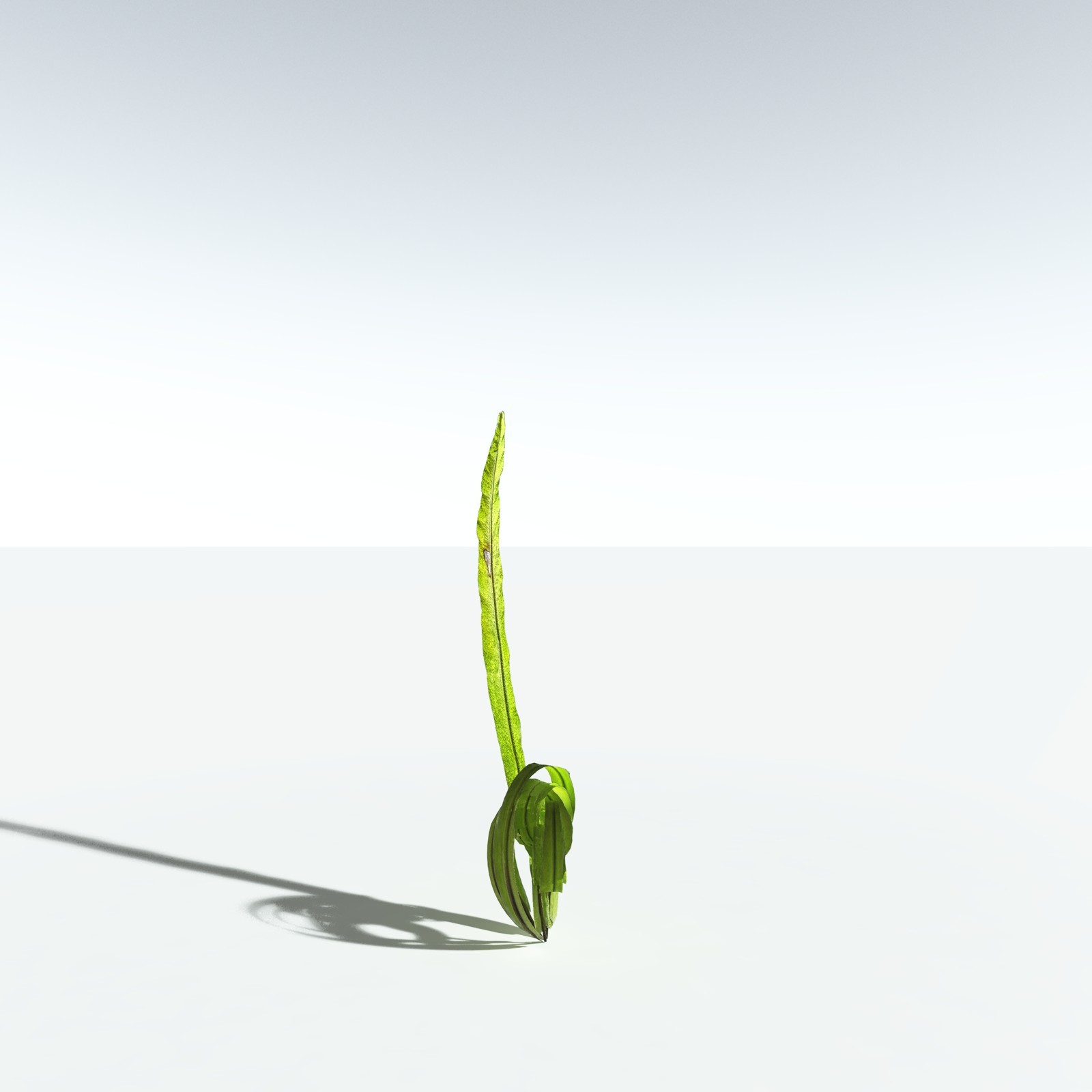 EVERYPlant Bird's Nest Fern for Vue by N/A
