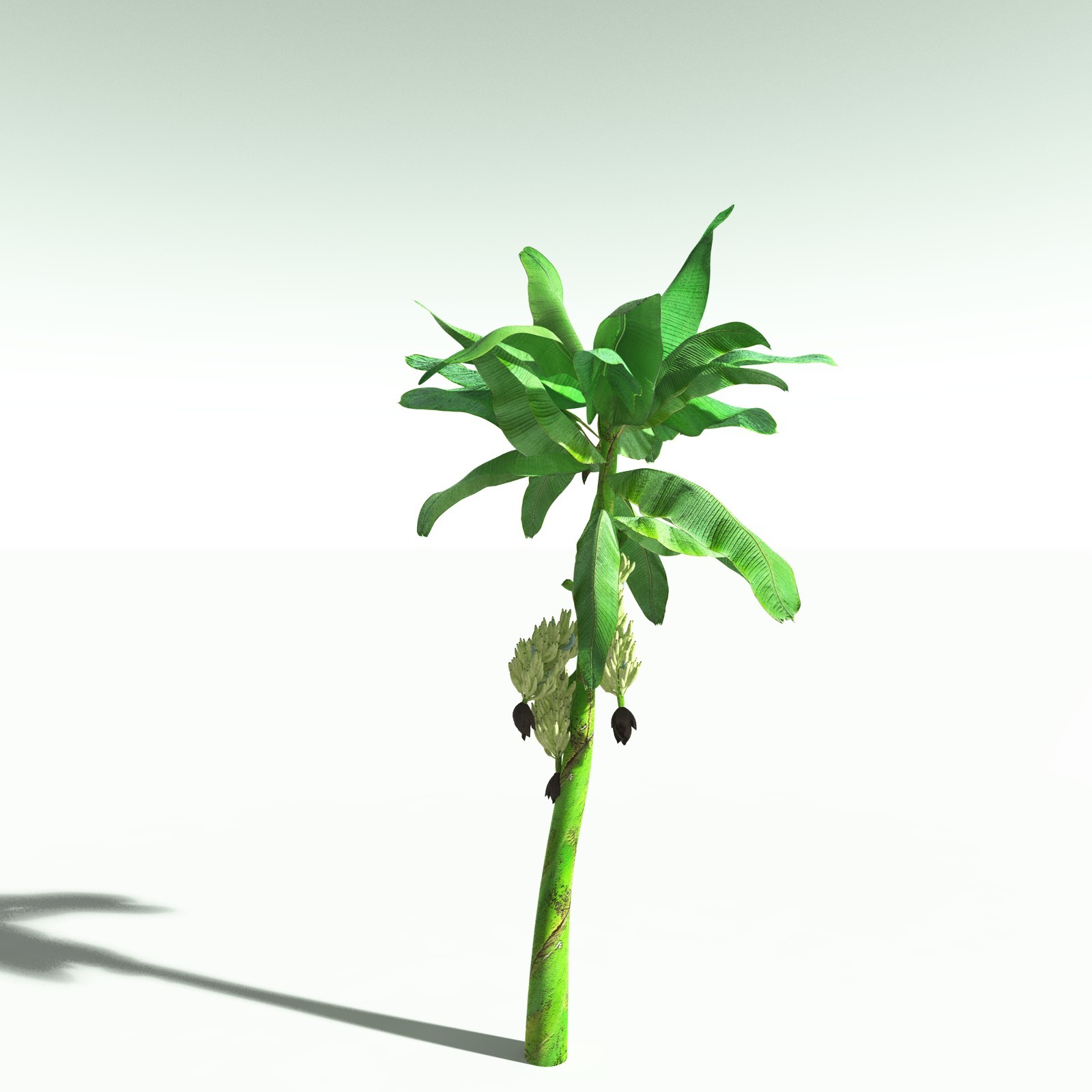 EVERYPlant Banana Plant for Poser by N/A