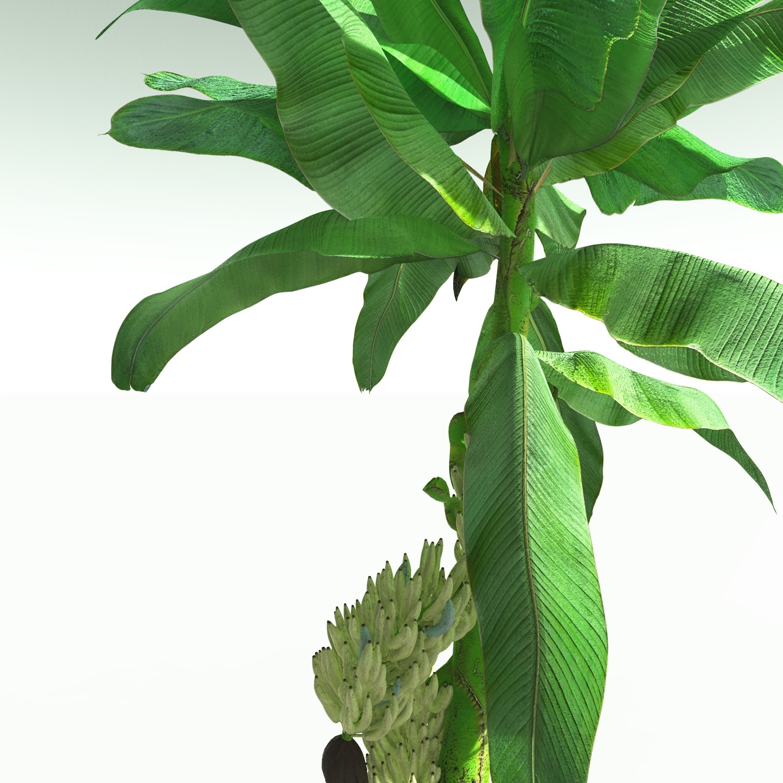 EVERYPlant Banana Plant for Poser by N/A